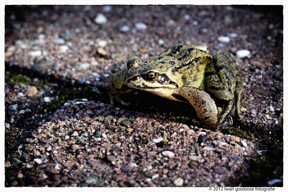 Bruine Kikker