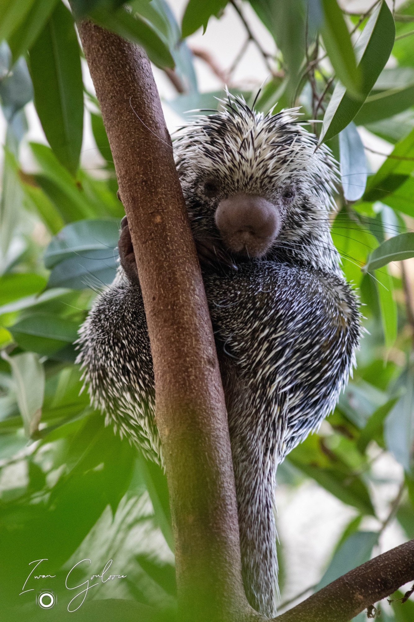 Grijpstaart Stekelvarken