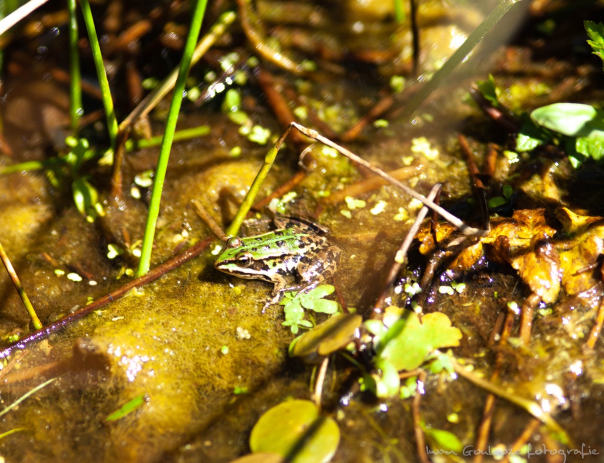 Middelste Groene Kikker
