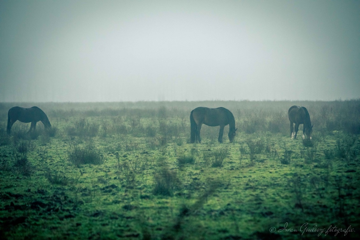 2Y6A0675 201130 16 13 02