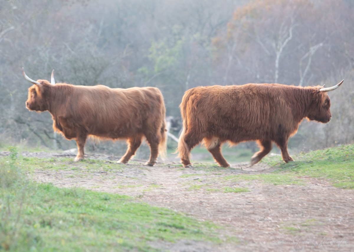 2Y6A0489 201125 16 10 50