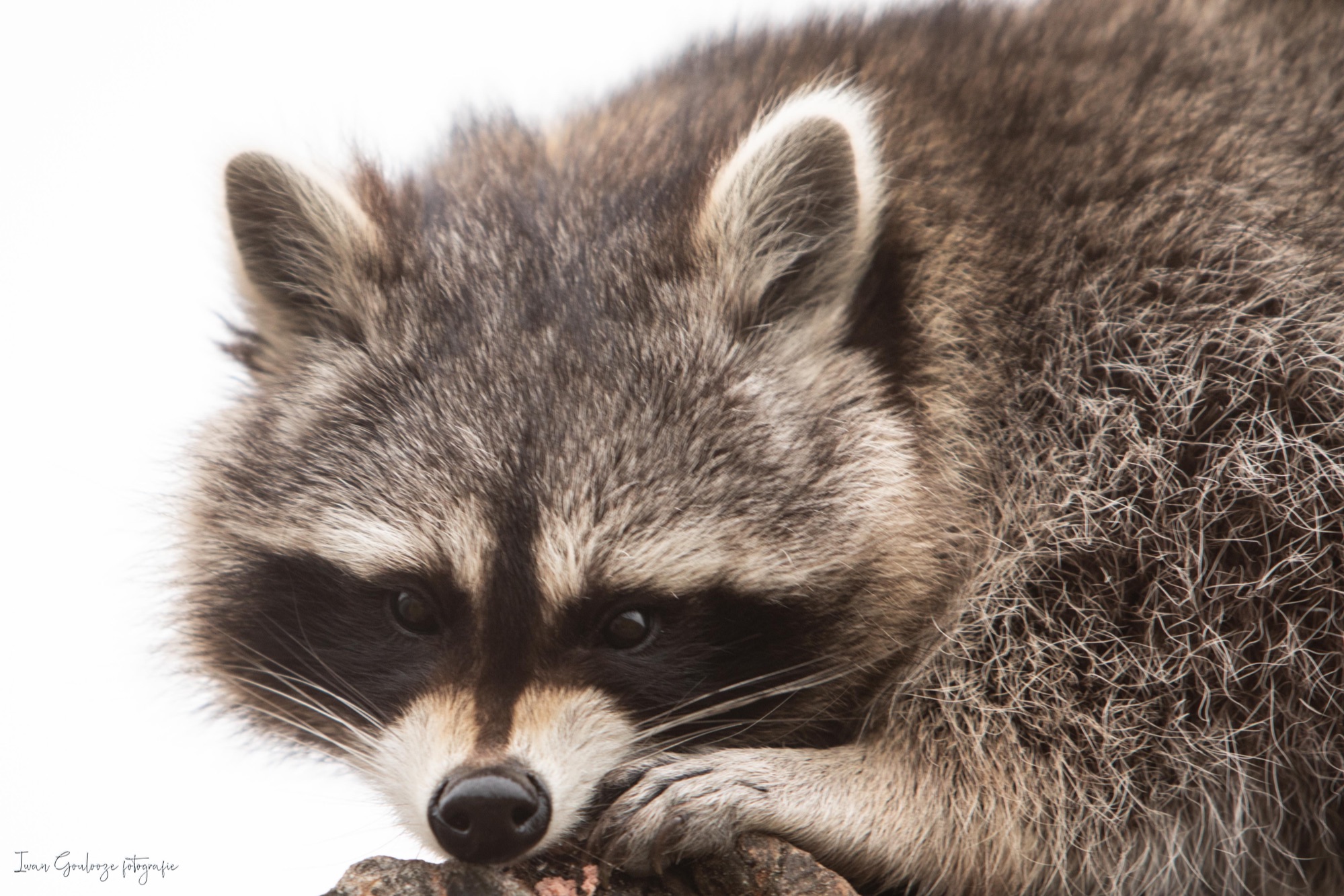 2Y6A3816 210116 11 36 48