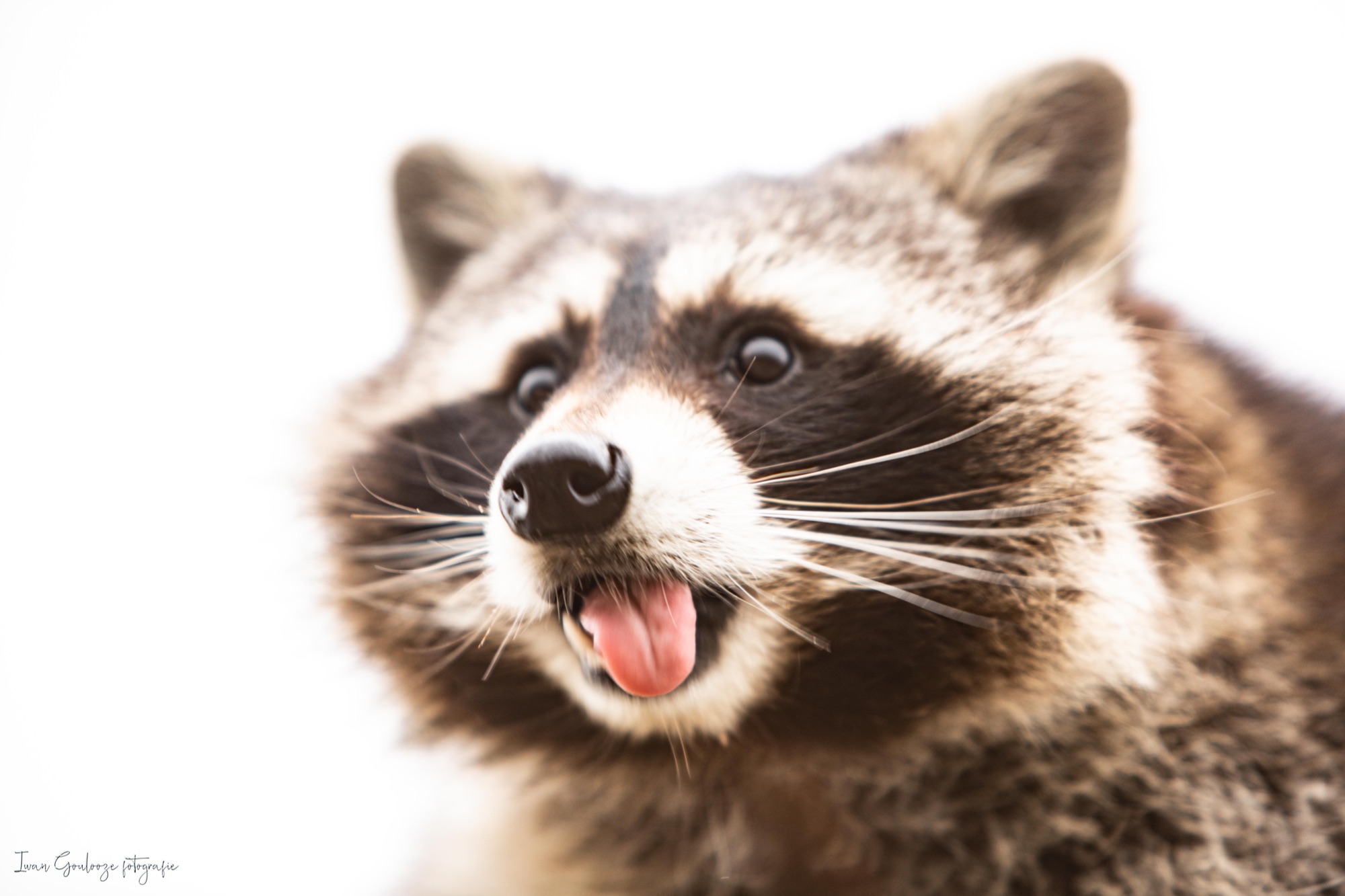 2Y6A3830 210116 11 37 23