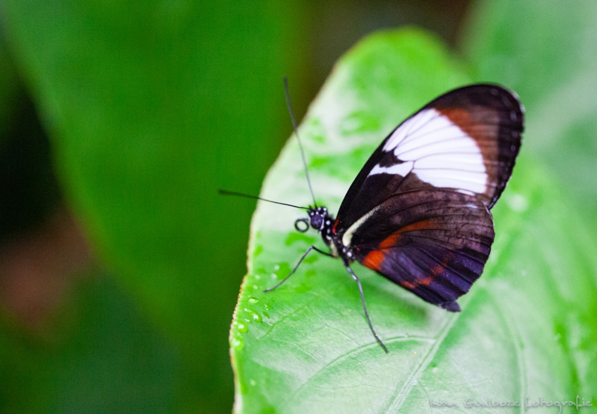 IMG 1730190530132904