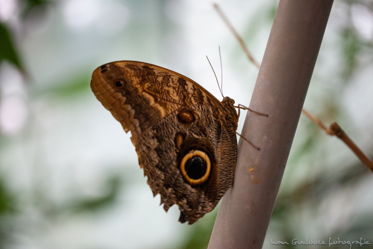 IMG 1738190530133924