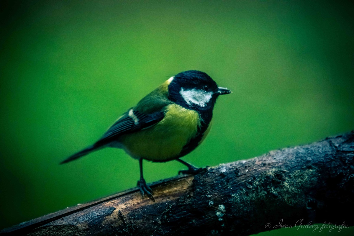 2Y6A0629 201130 12 16 53