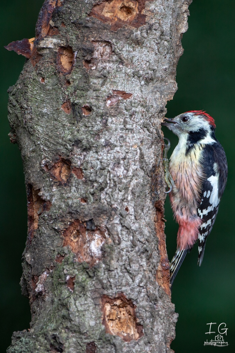 Middelste Bonte Specht