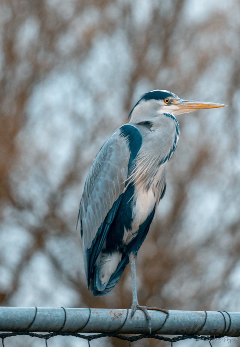 2Y6A3350 210115 15 47 01