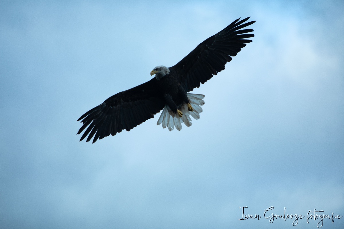 Amerikaanse Zeearend