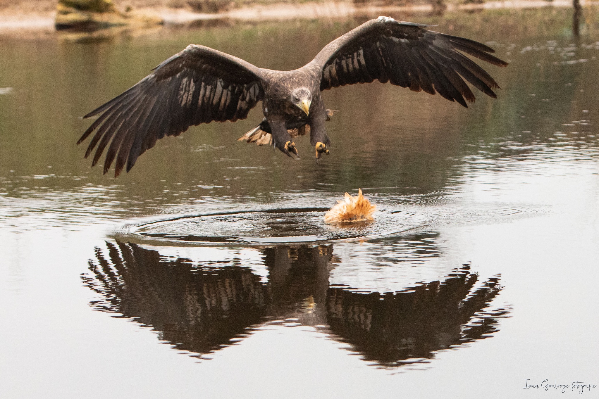 2Y6A4102 210116 12 23 33