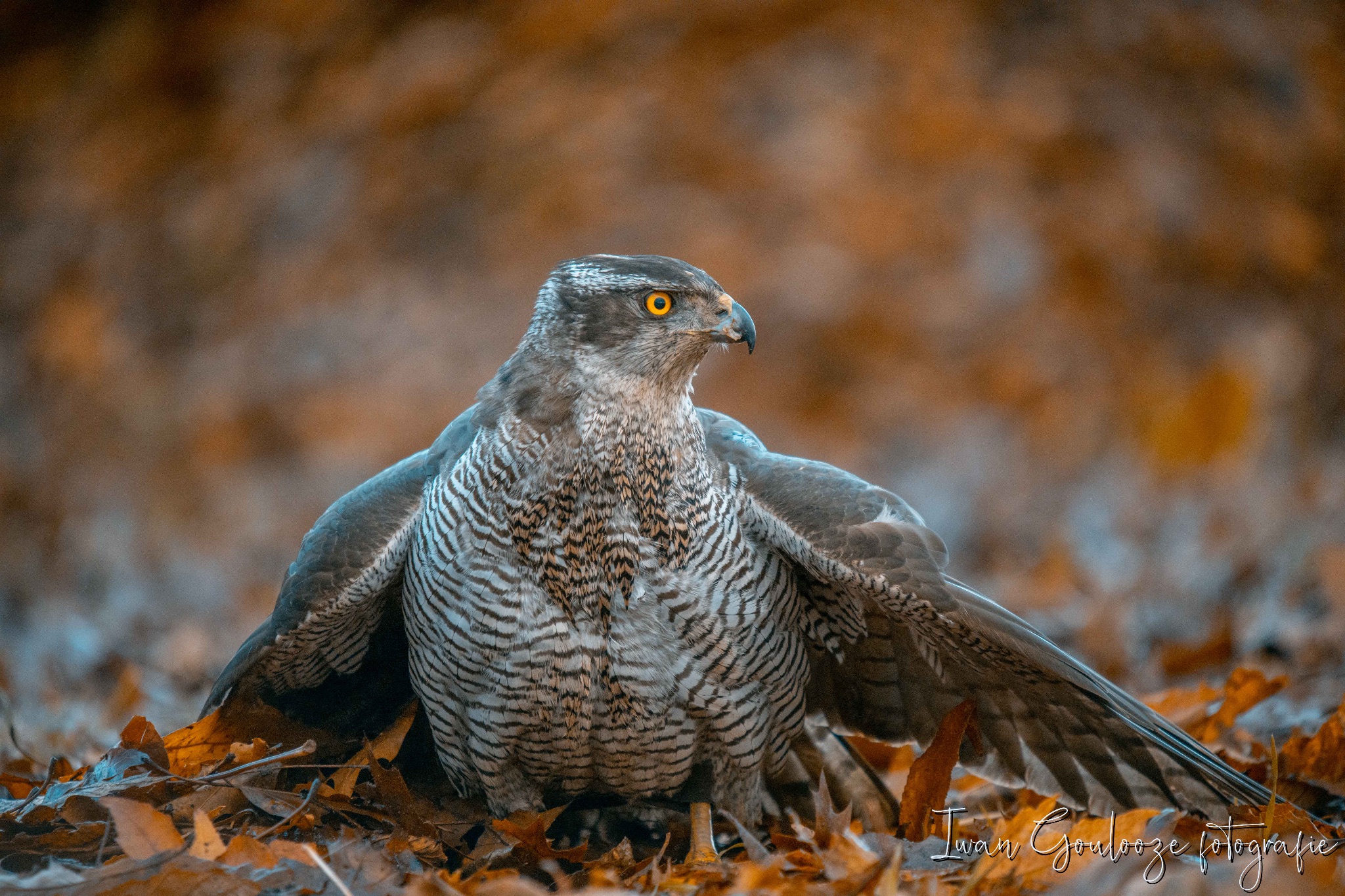 2Y6A1031 201204 10 12 52