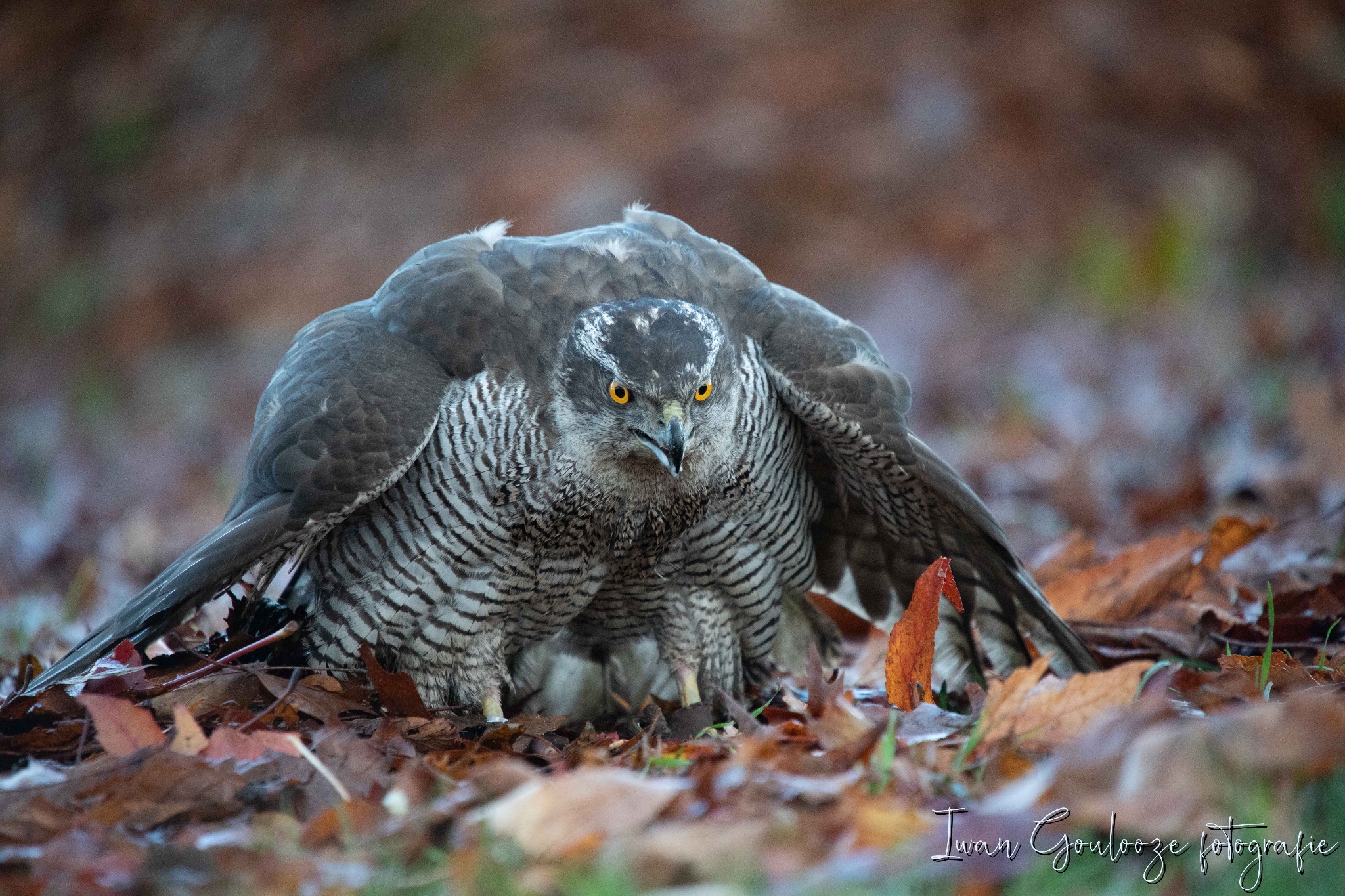 2Y6A1069 201204 10 14 51