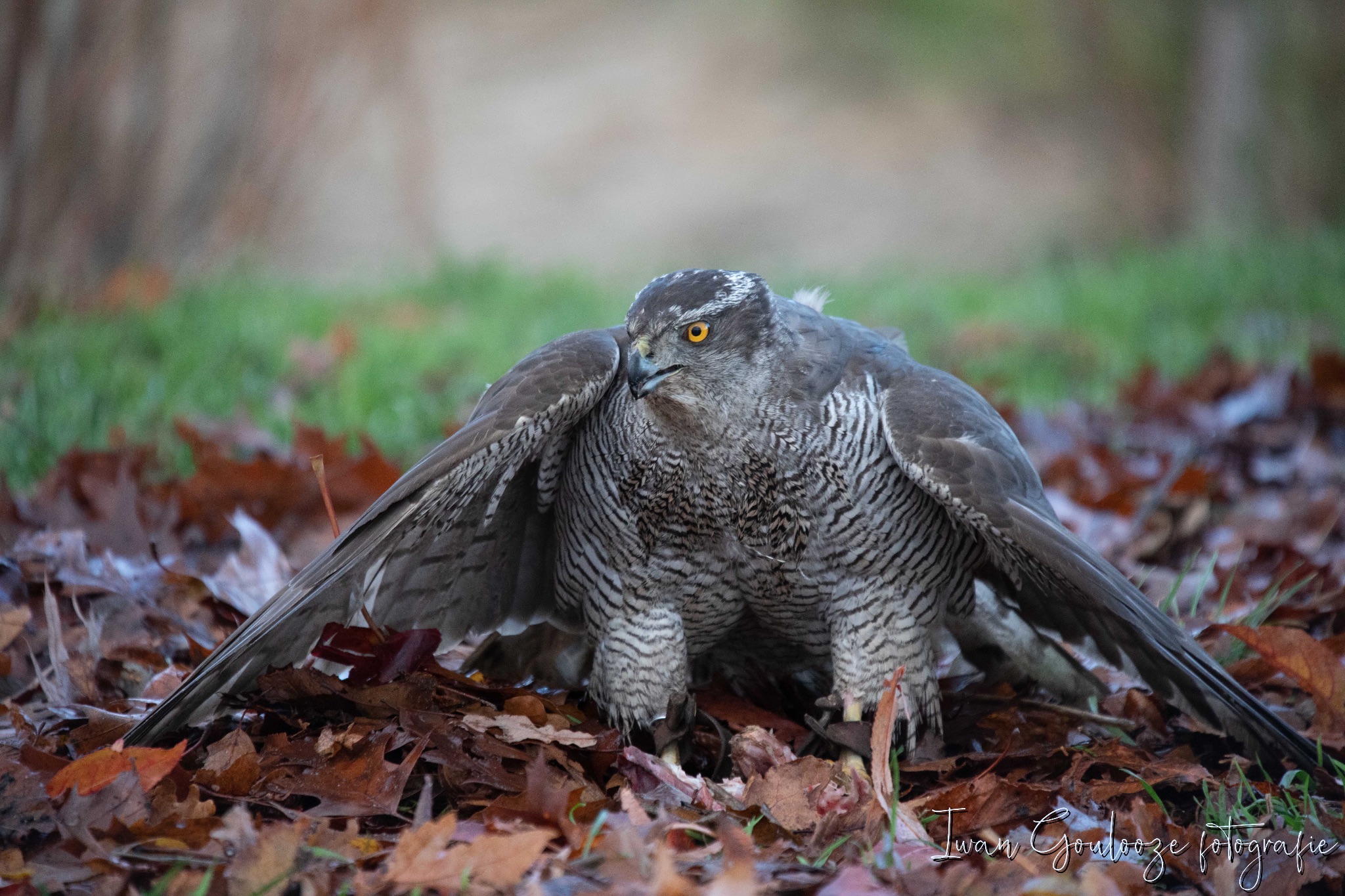 2Y6A1075 201204 10 17 27