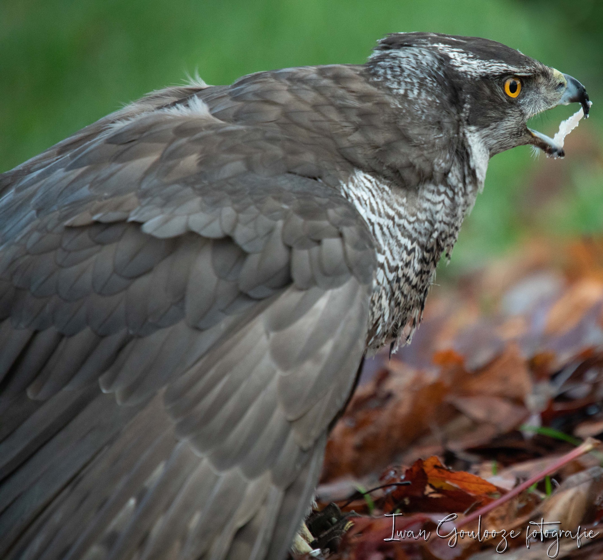 2Y6A1084 201204 10 19 29