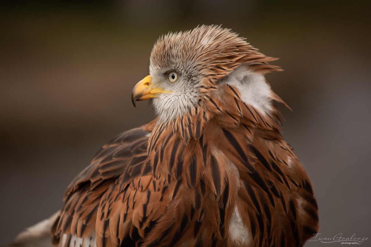 2Y6A8789 210317 11 03 50