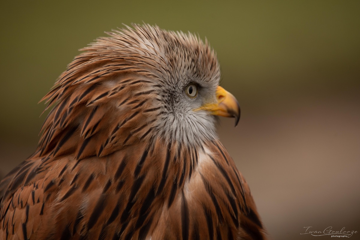 2Y6A8804 210317 11 05 15