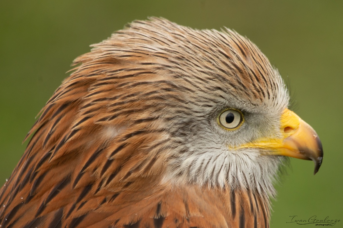  1DX1723 210410 13 33 14