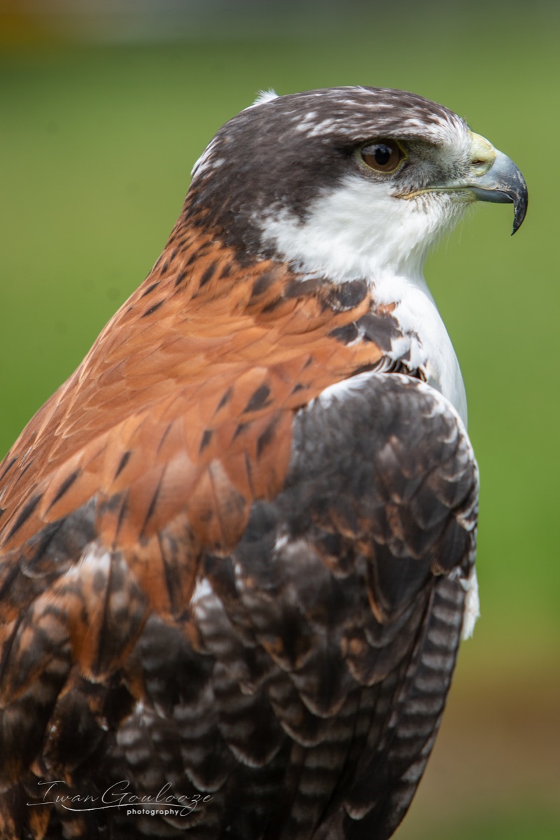 Roodrugbuizerd