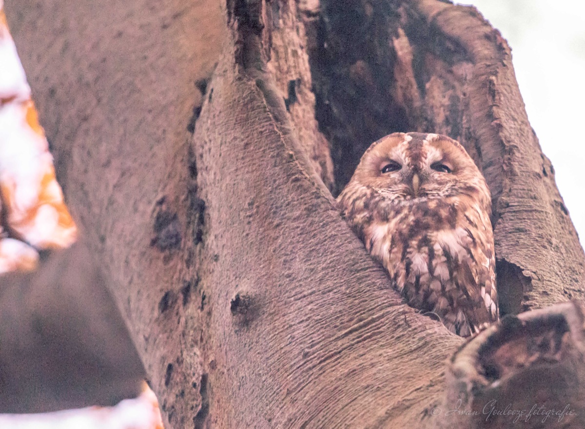 2Y6A0403 201114 16 50 25