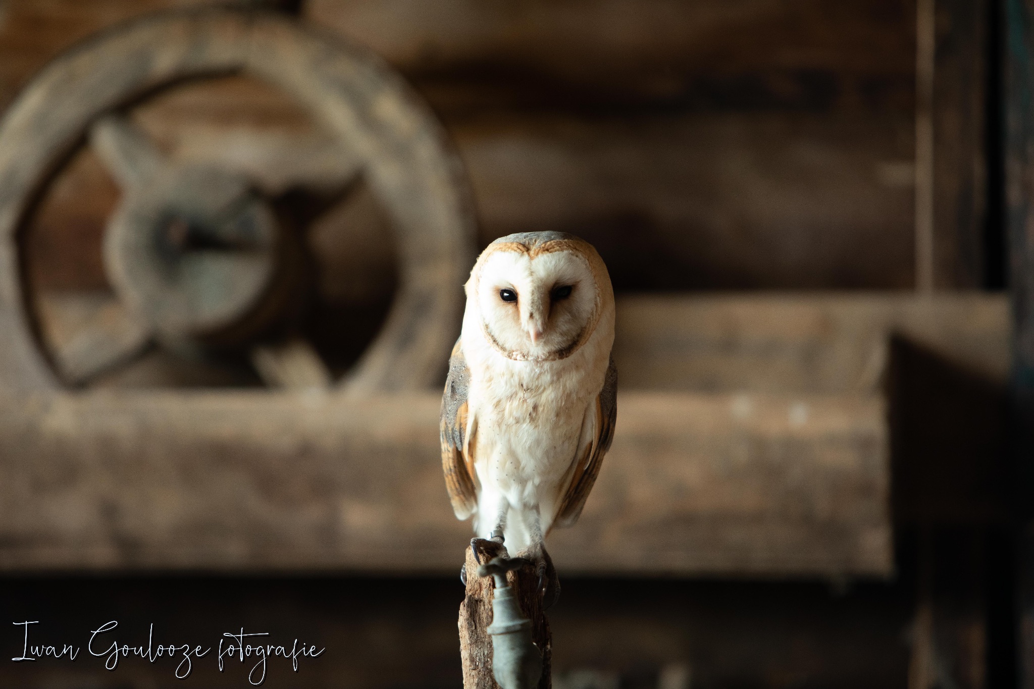 2Y6A1844 201204 11 59 04