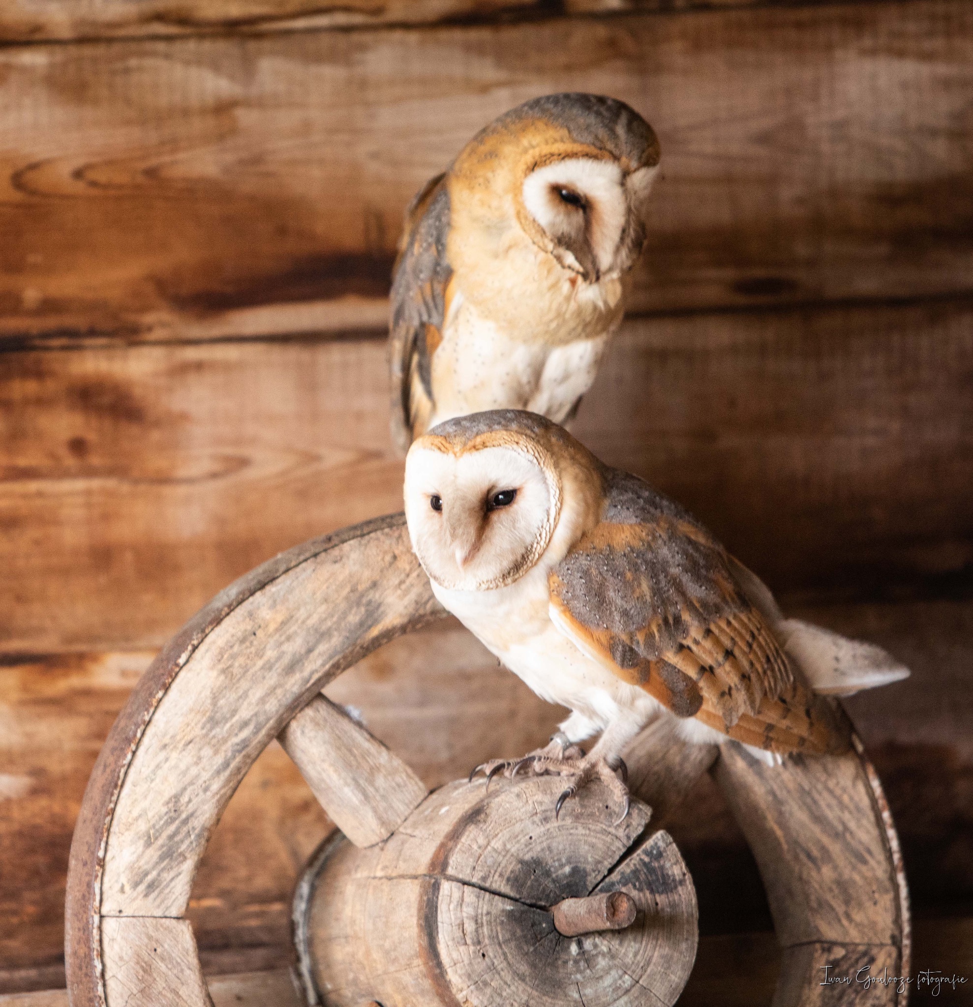 2Y6A3999 210116 12 06 19