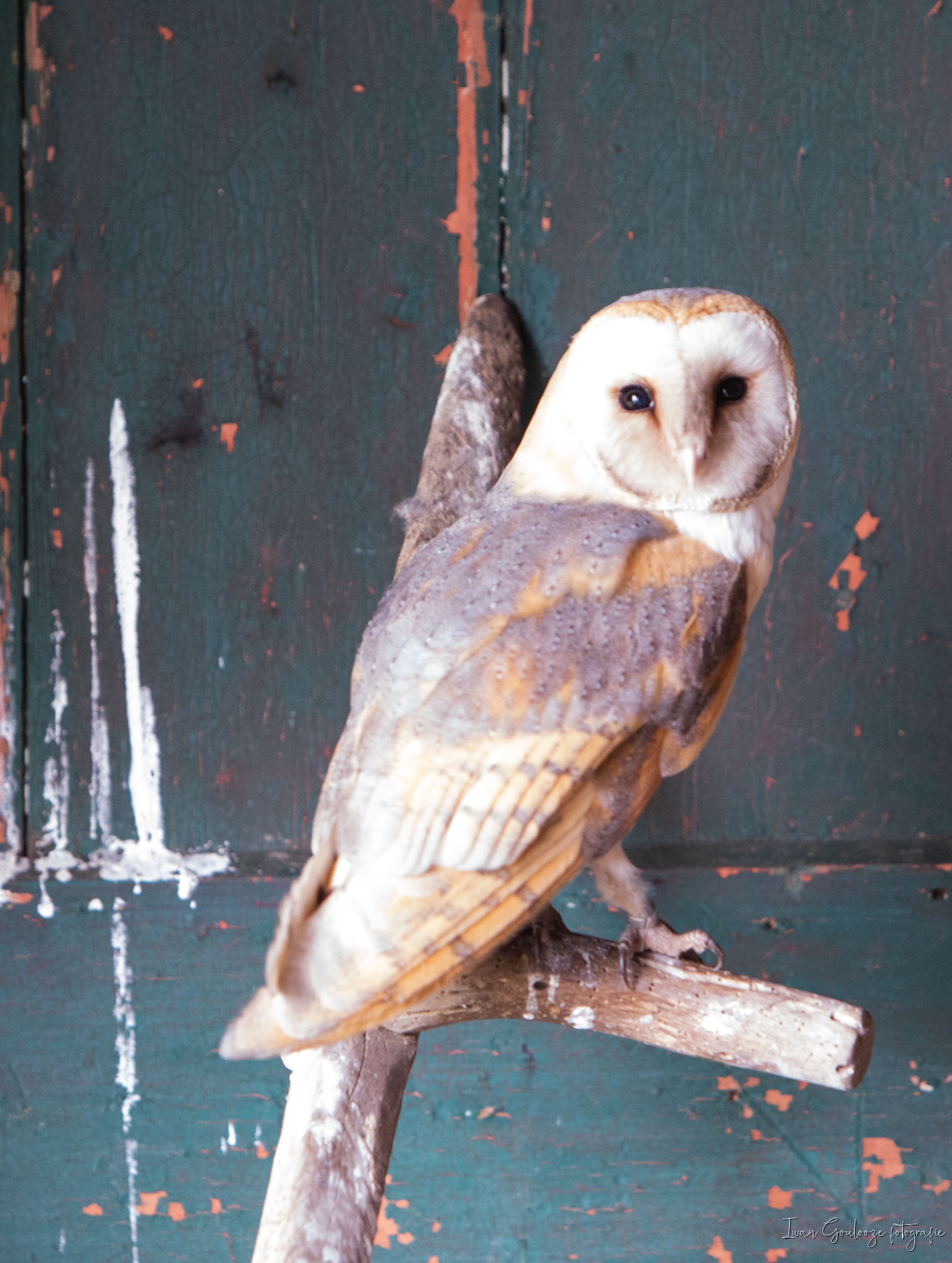 2Y6A4009 210116 12 06 53