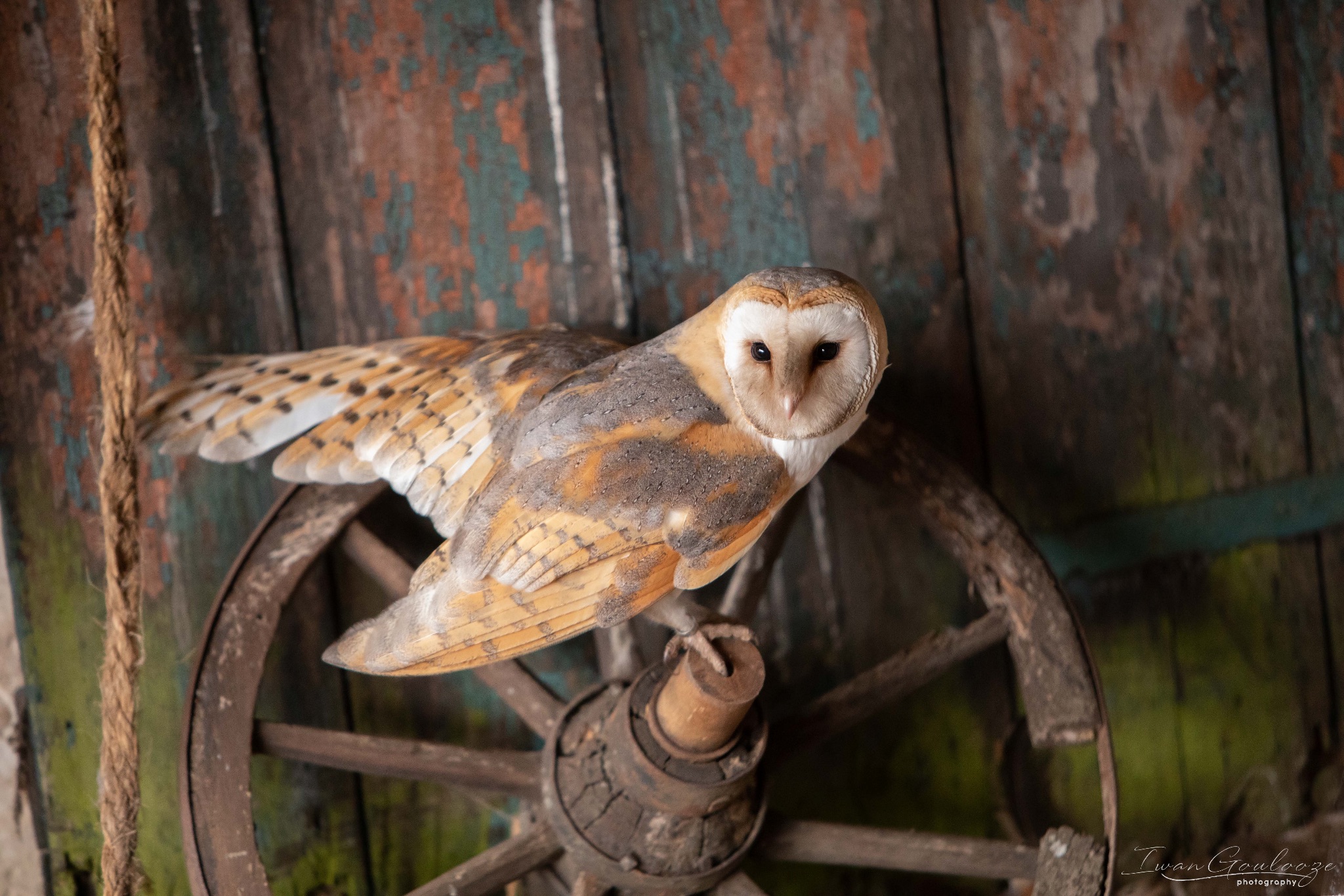 2Y6A8442 210317 10 17 28