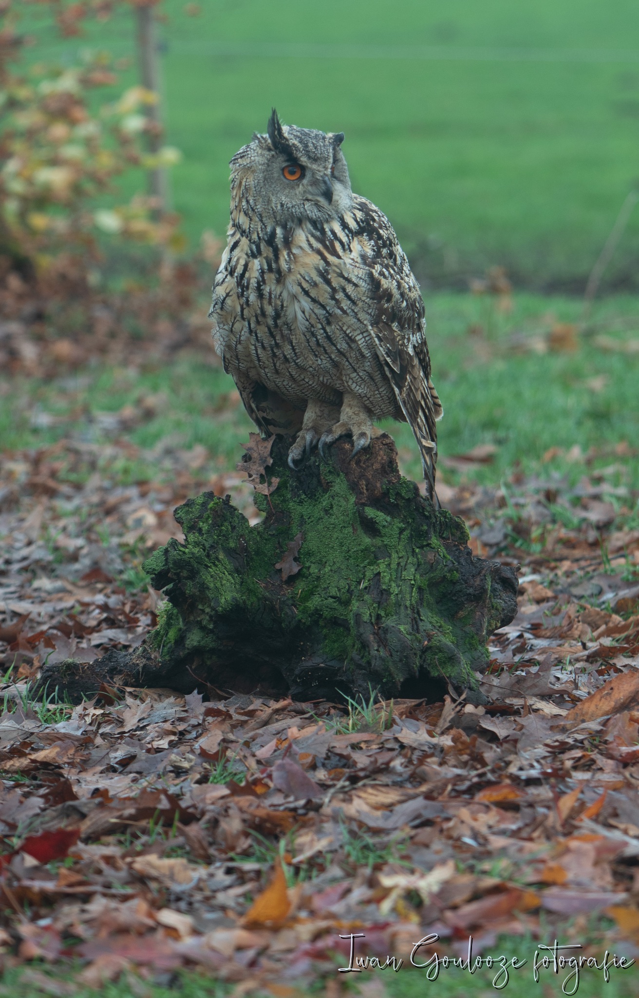 2Y6A1132 201204 10 27 44