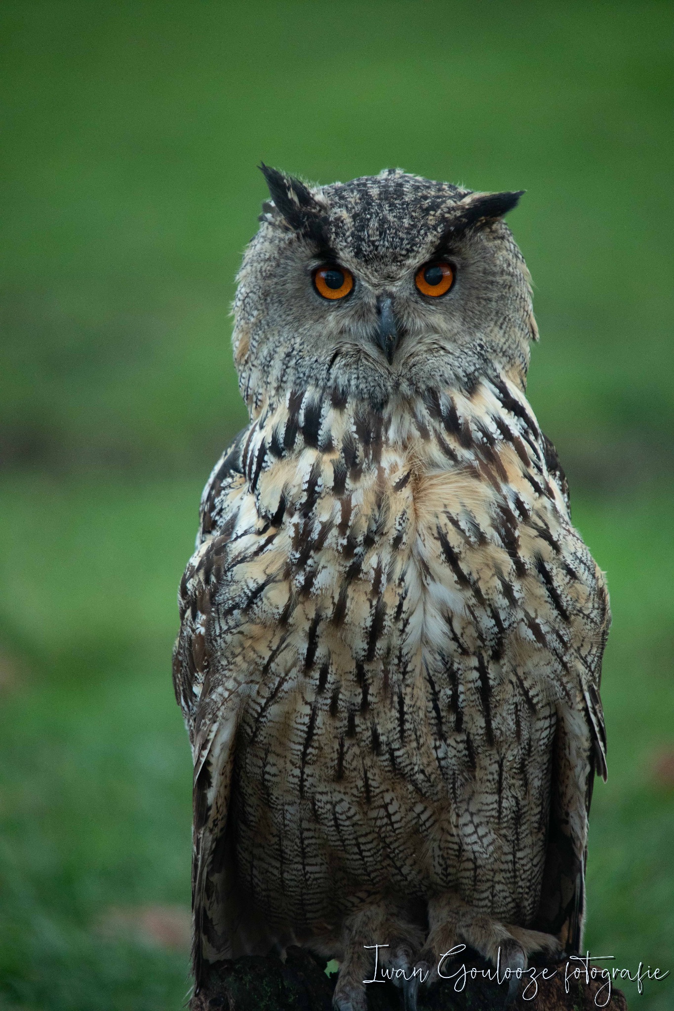 2Y6A1155 201204 10 30 42