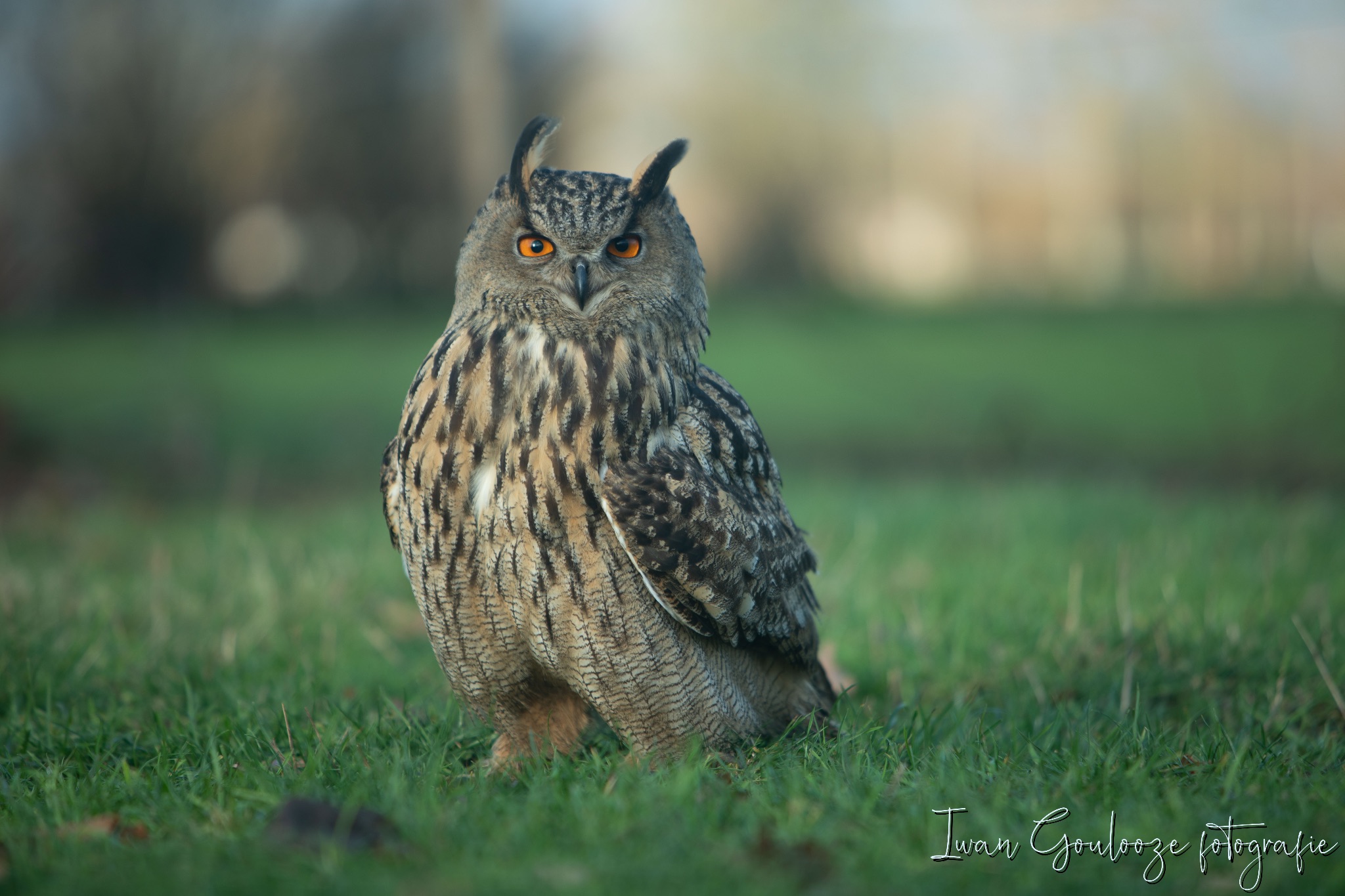 2Y6A1322 201204 10 50 15