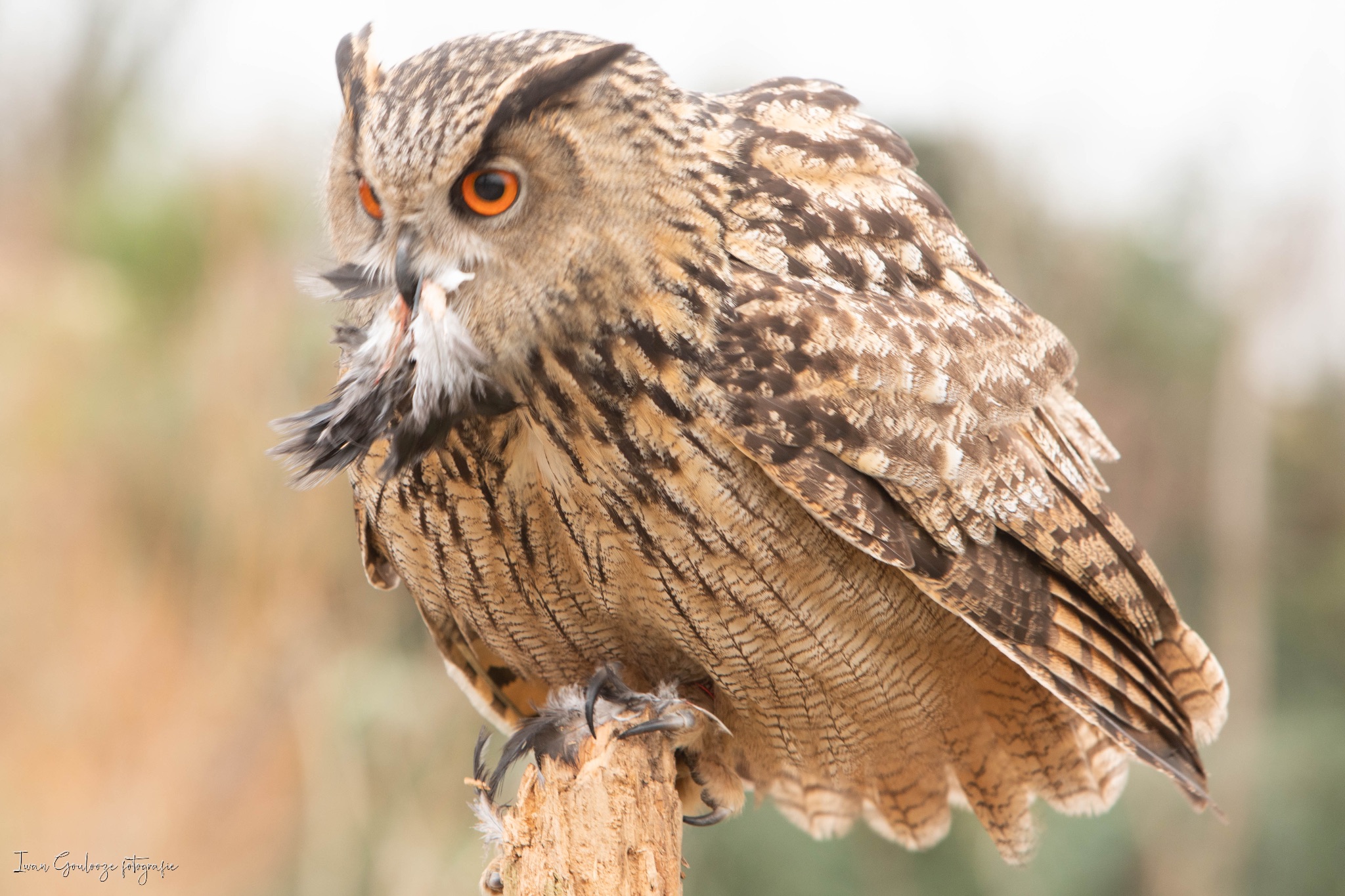 2Y6A3460 210116 09 52 32