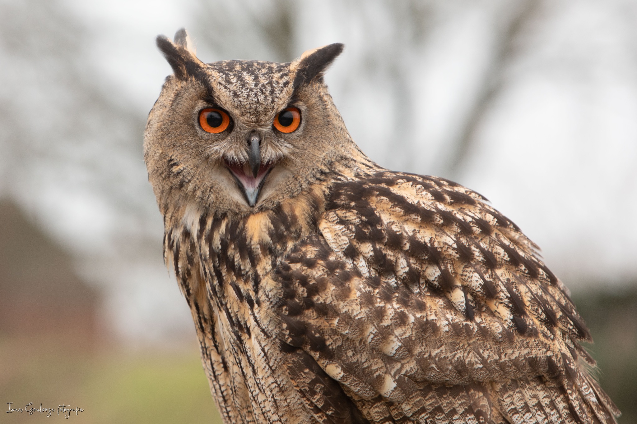 2Y6A3461 210116 09 52 42