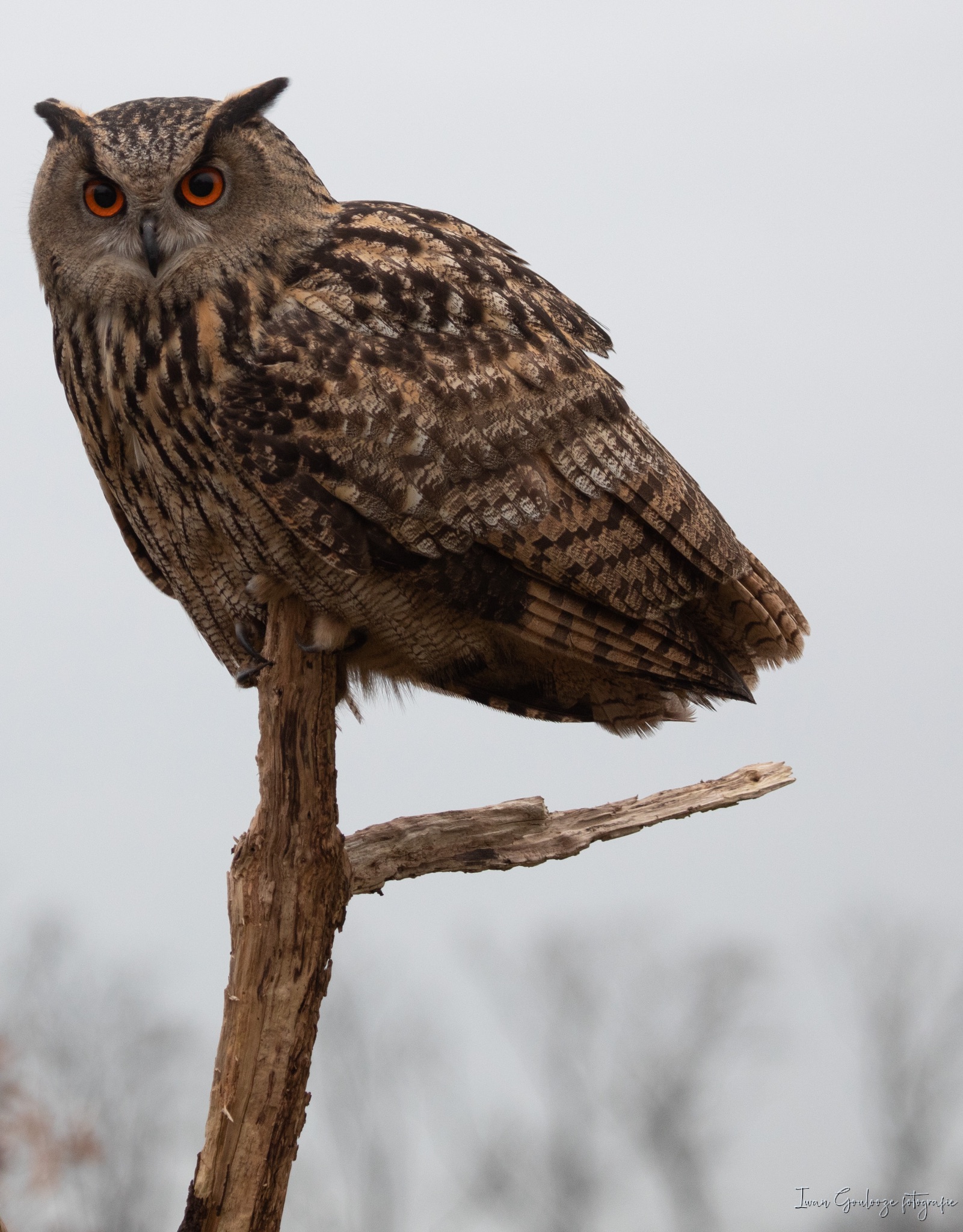 2Y6A3481 210116 09 58 46