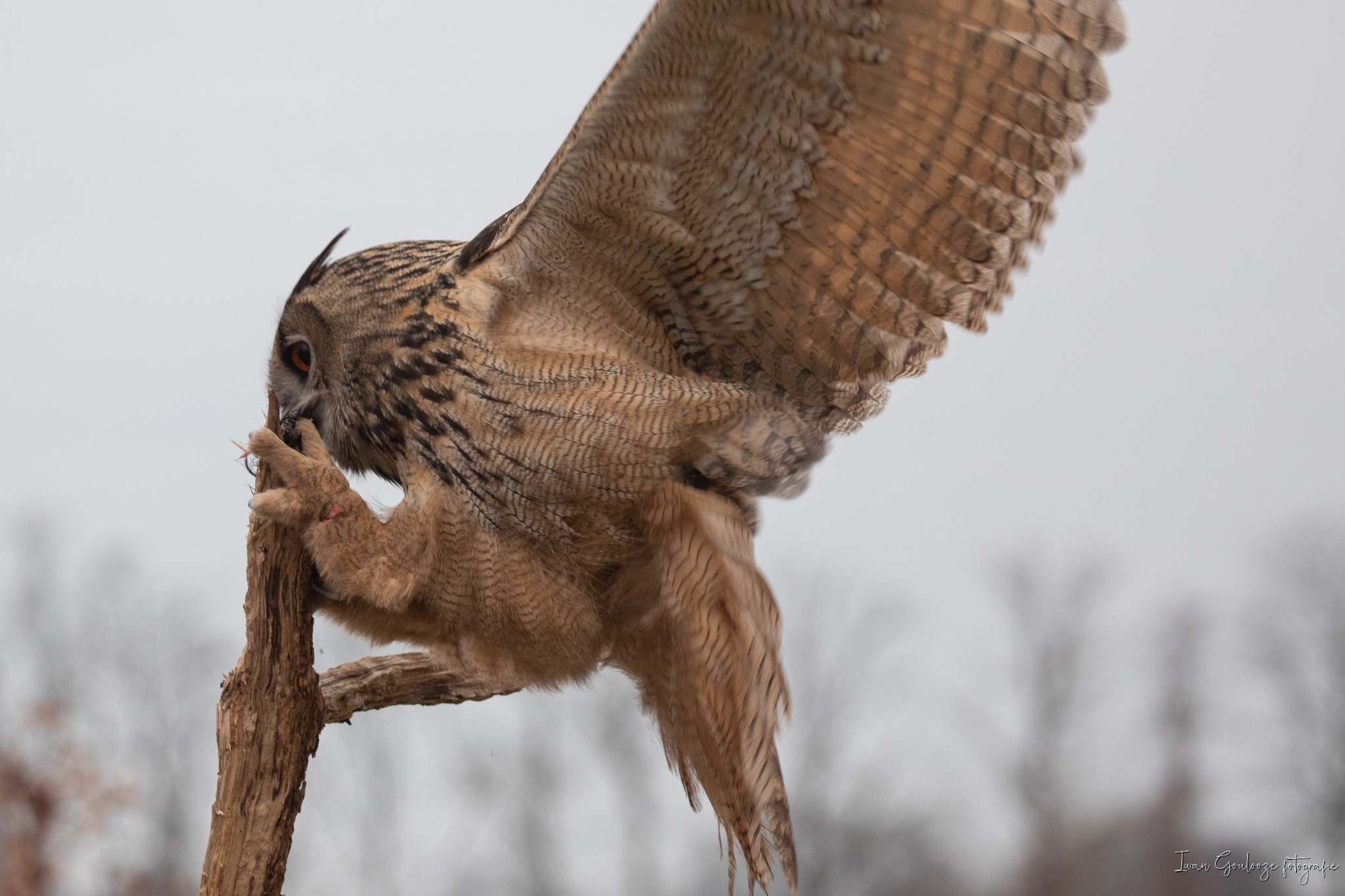 2Y6A3489 210116 09 59 13