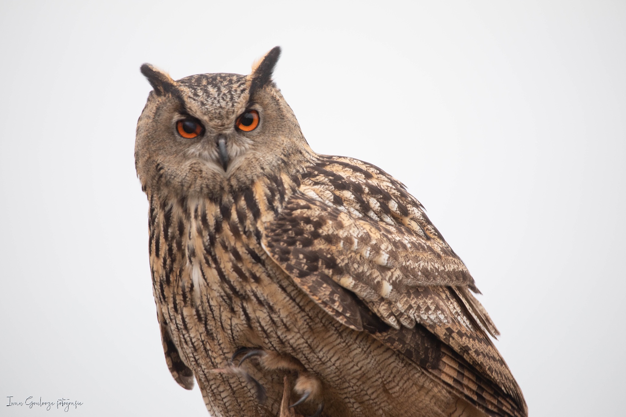 2Y6A3493 210116 09 59 35