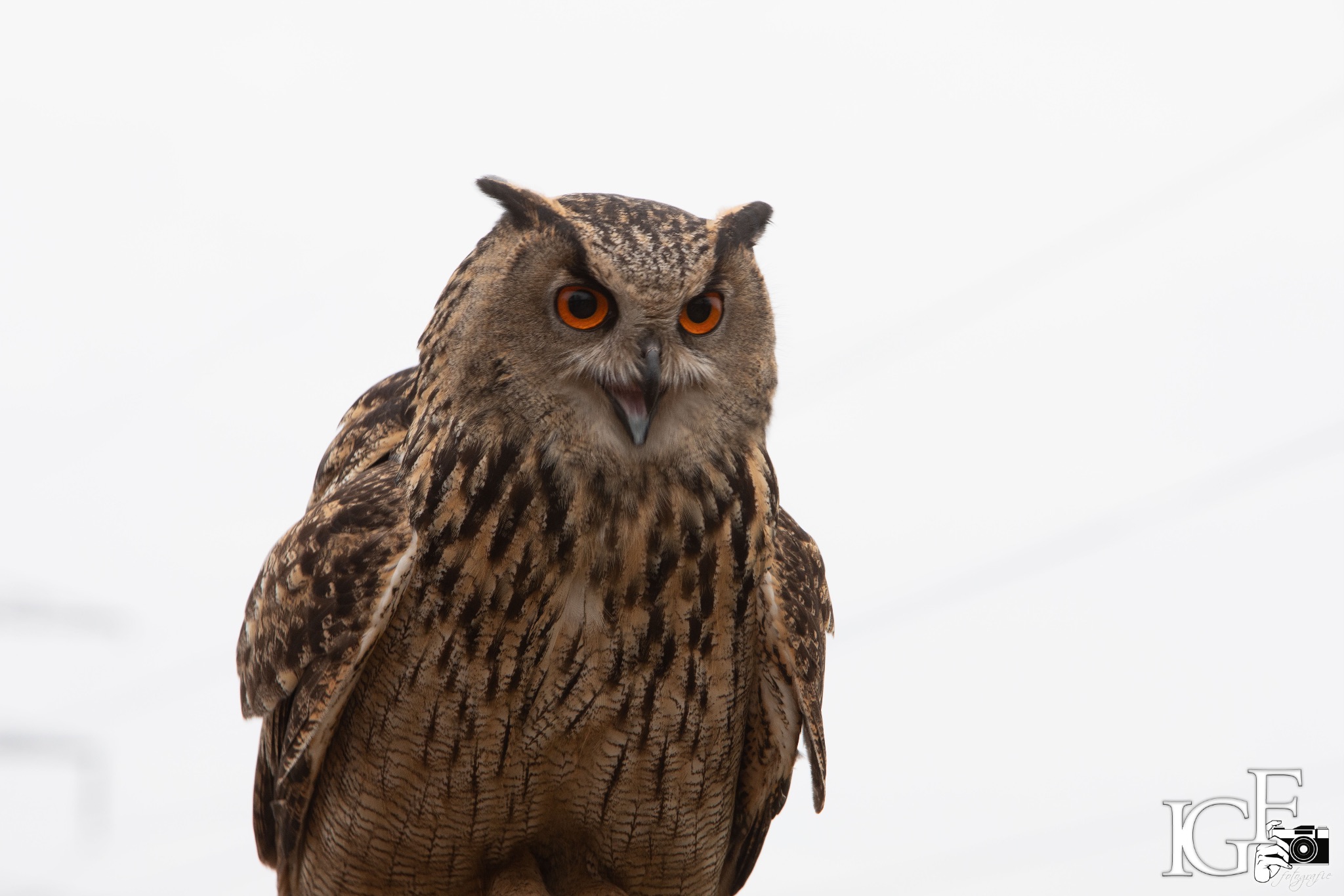 2Y6A3565 210116 10 07 29