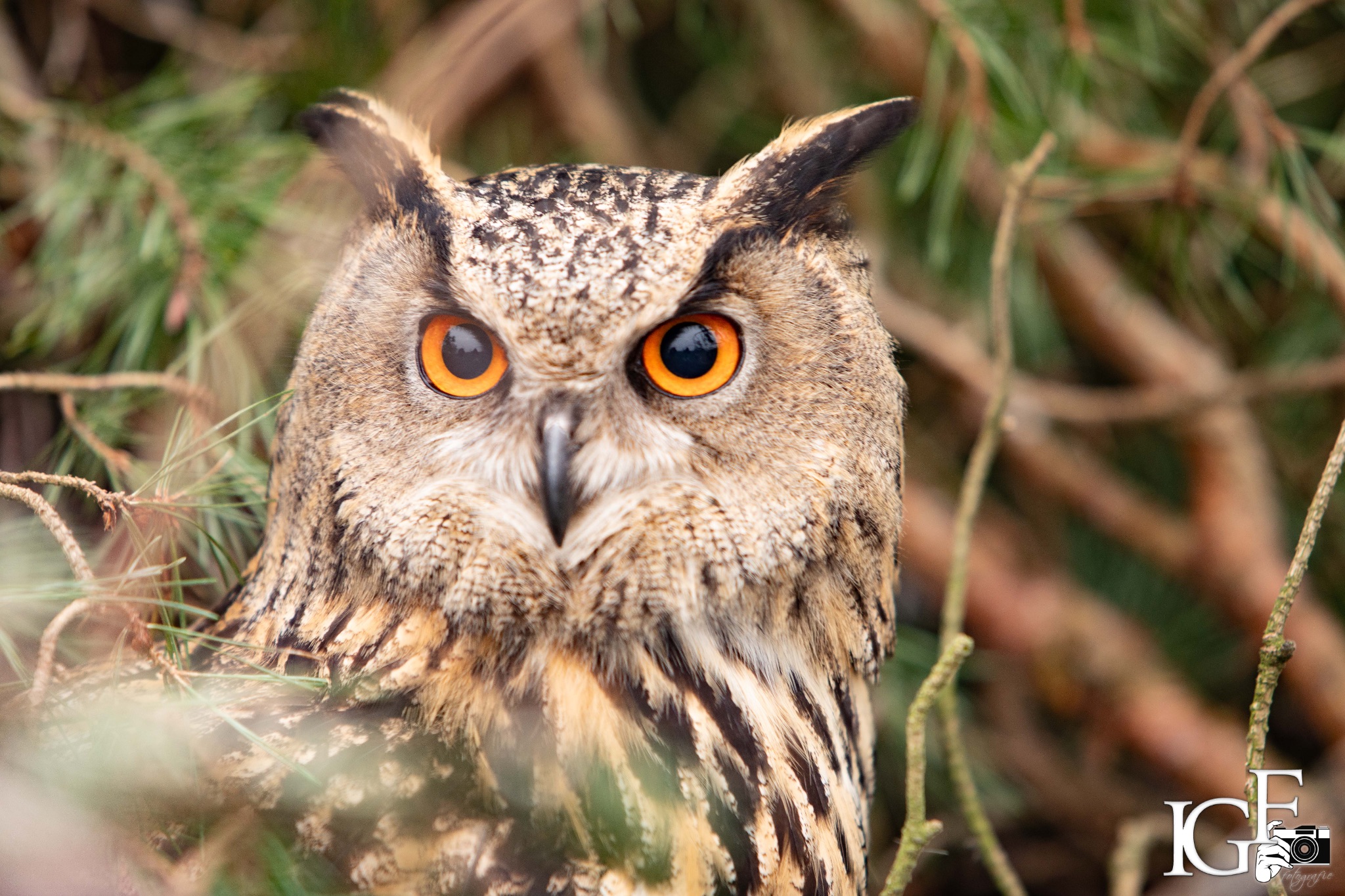 2Y6A3594 210116 10 11 55