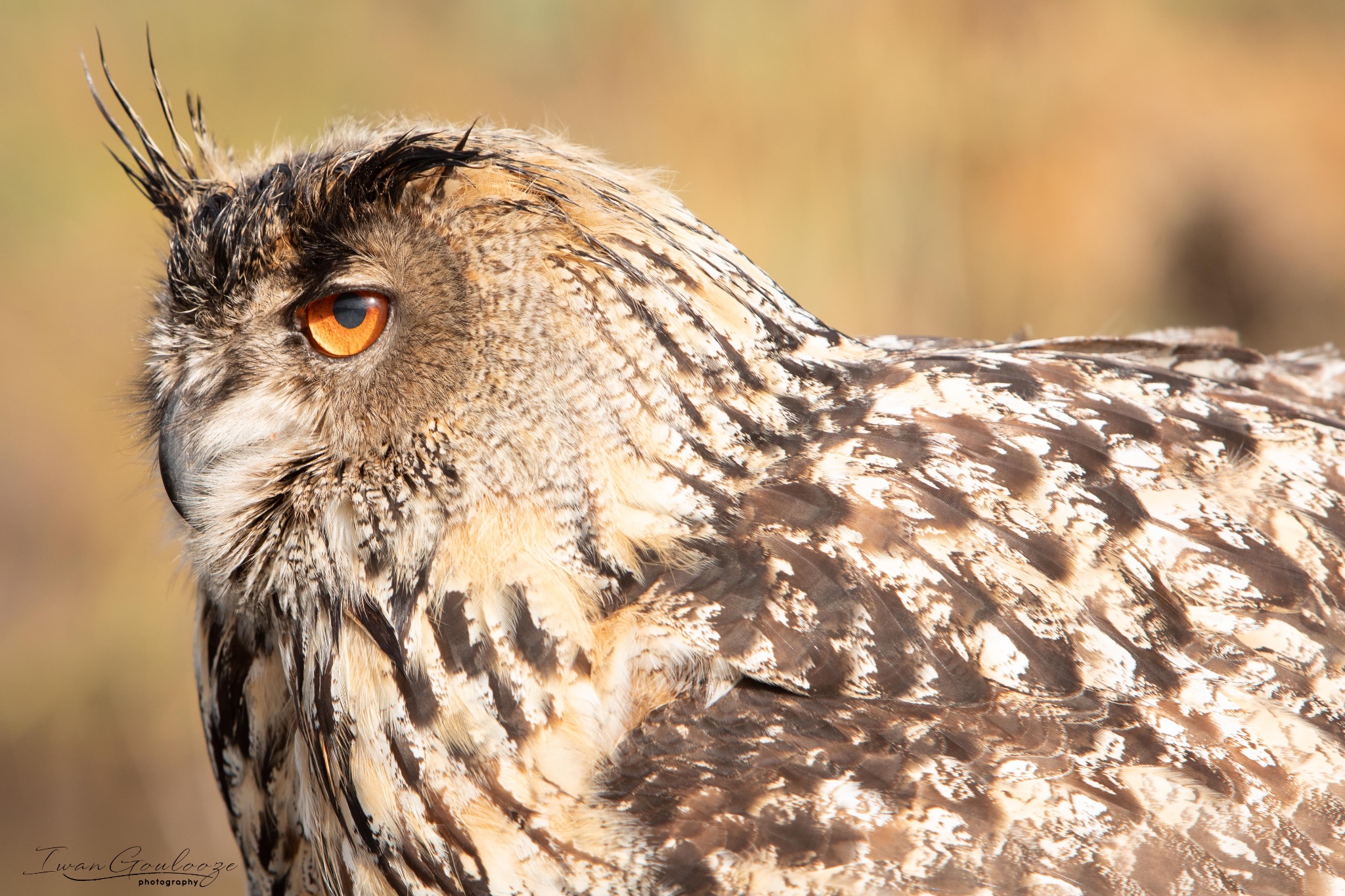 2Y6A8167 210317 09 29 13