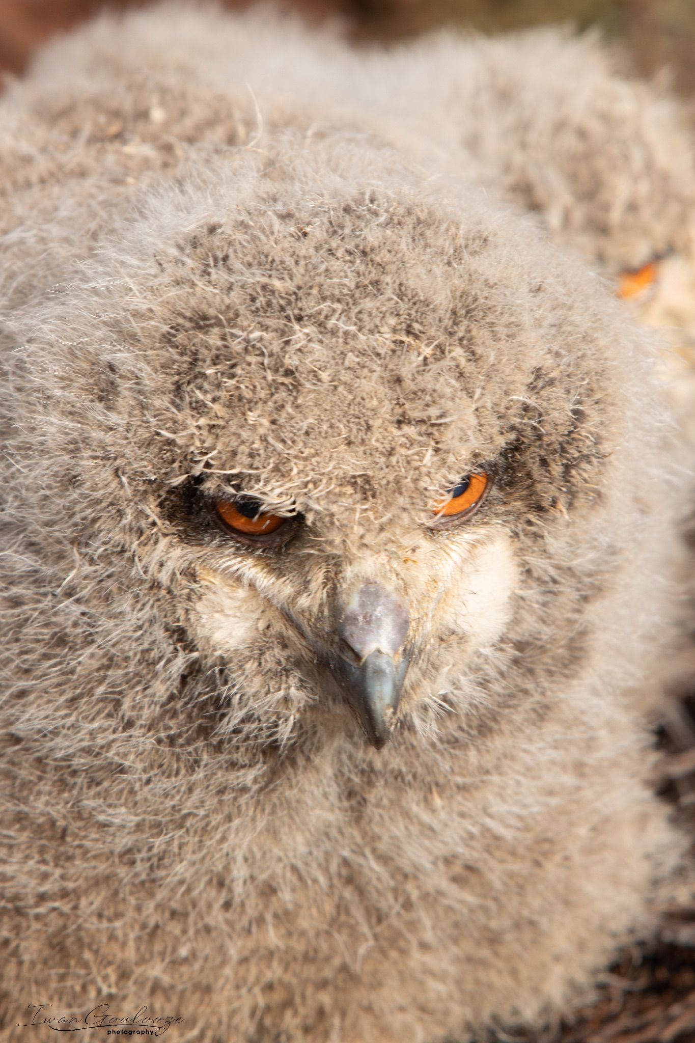 2Y6A8173 210317 09 30 11