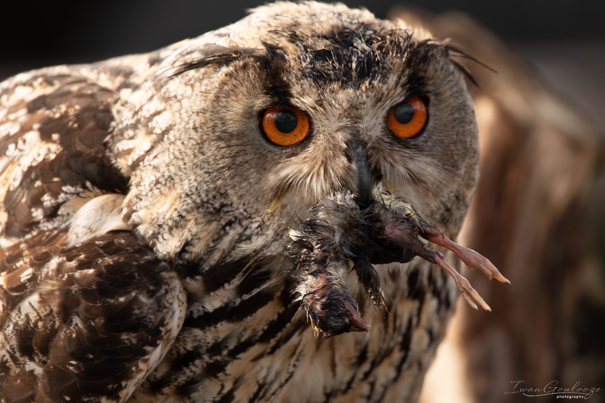 2Y6A8222 210317 09 37 22