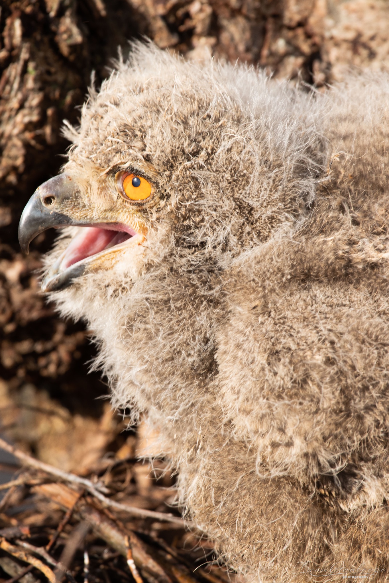 2Y6A8239 210317 09 40 22