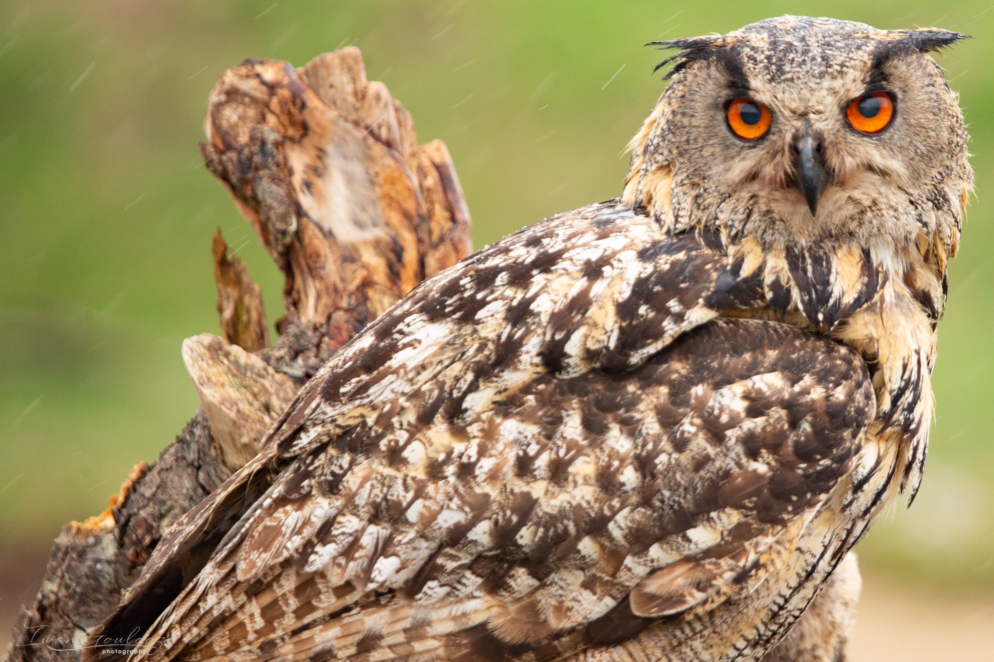  1DX1706 210410 13 18 25