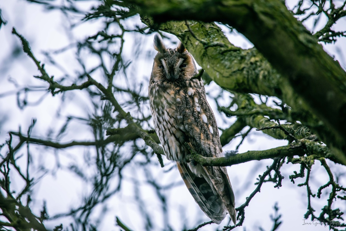 2Y6A3292 210115 14 17 43