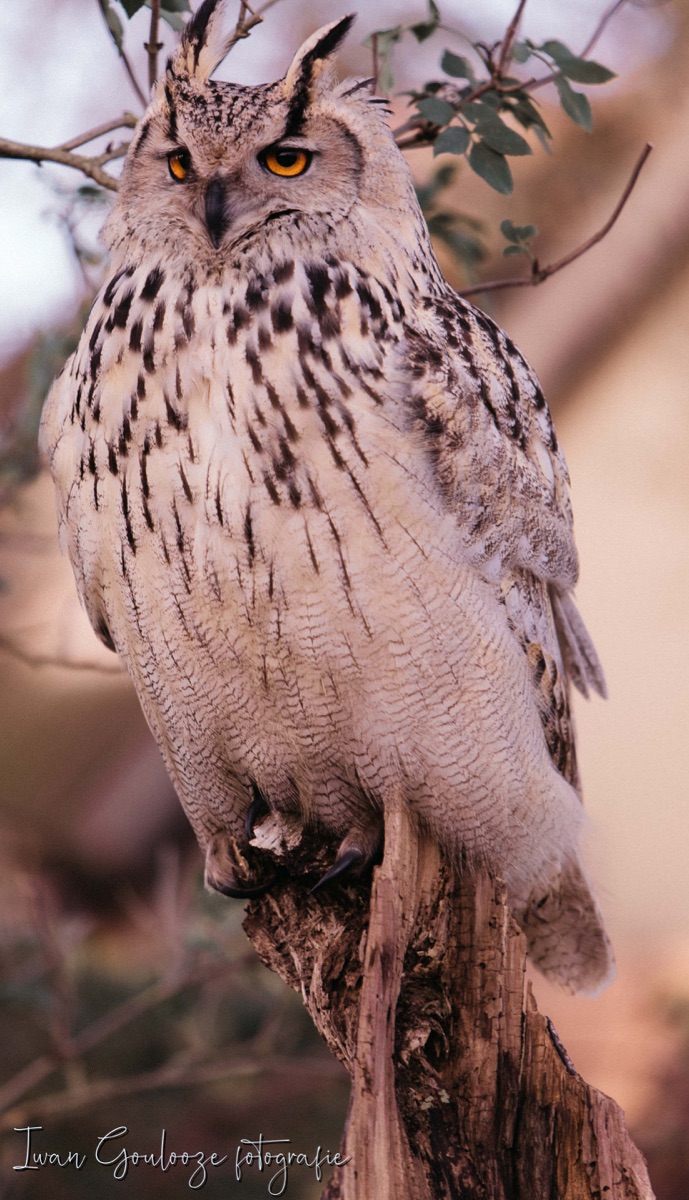 2Y6A2020 201204 12 10 33