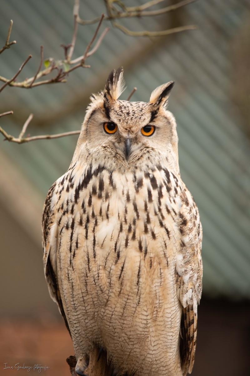 2Y6A3911 210116 11 49 43