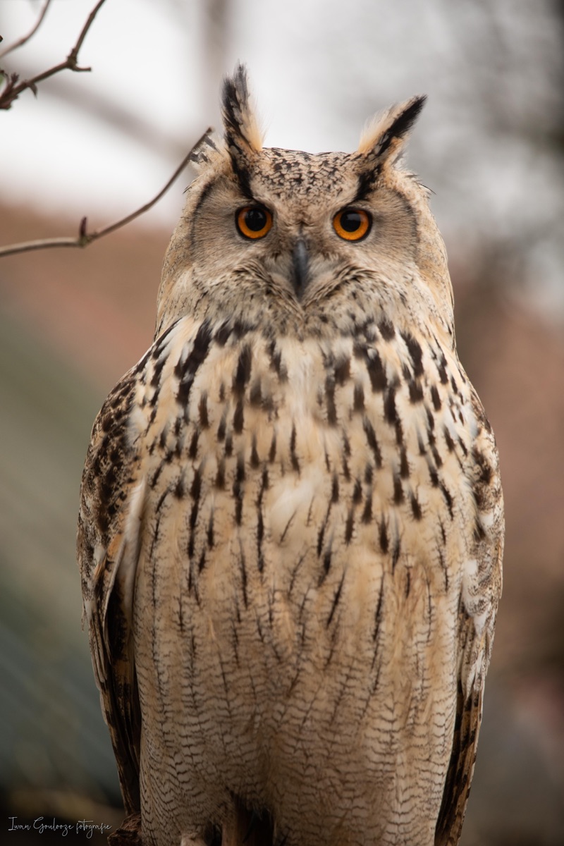 2Y6A3930 210116 11 51 41