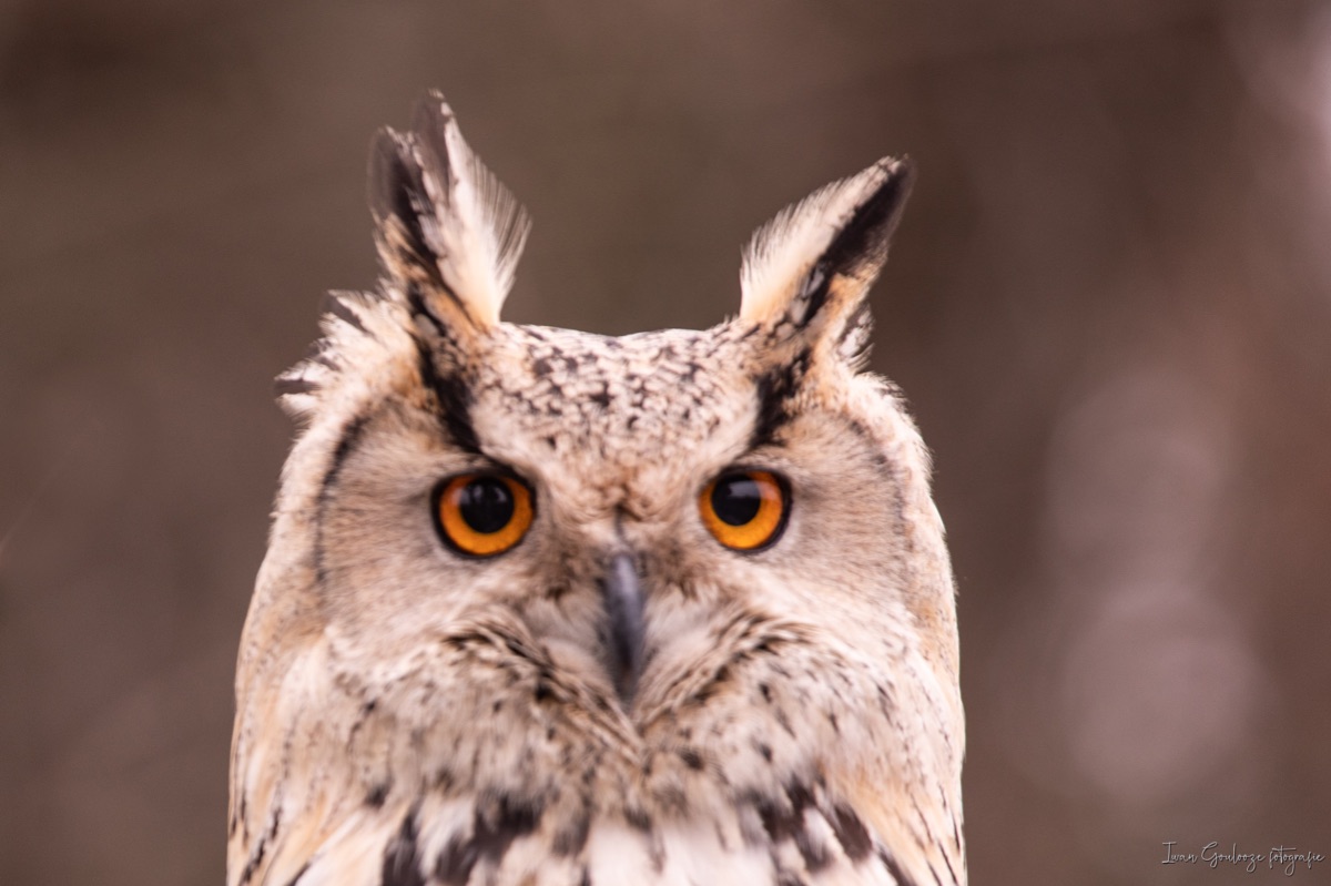 2Y6A3946 210116 11 53 37