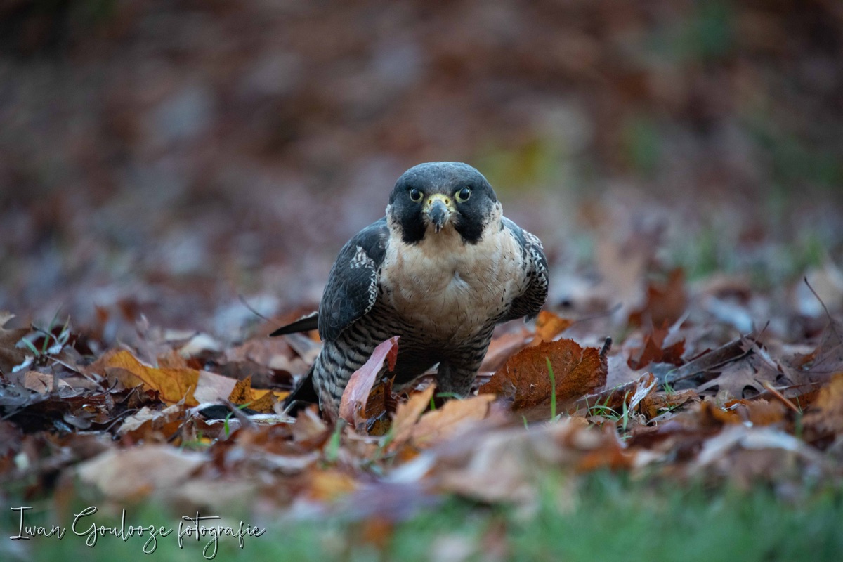 2Y6A0992 201204 10 02 53