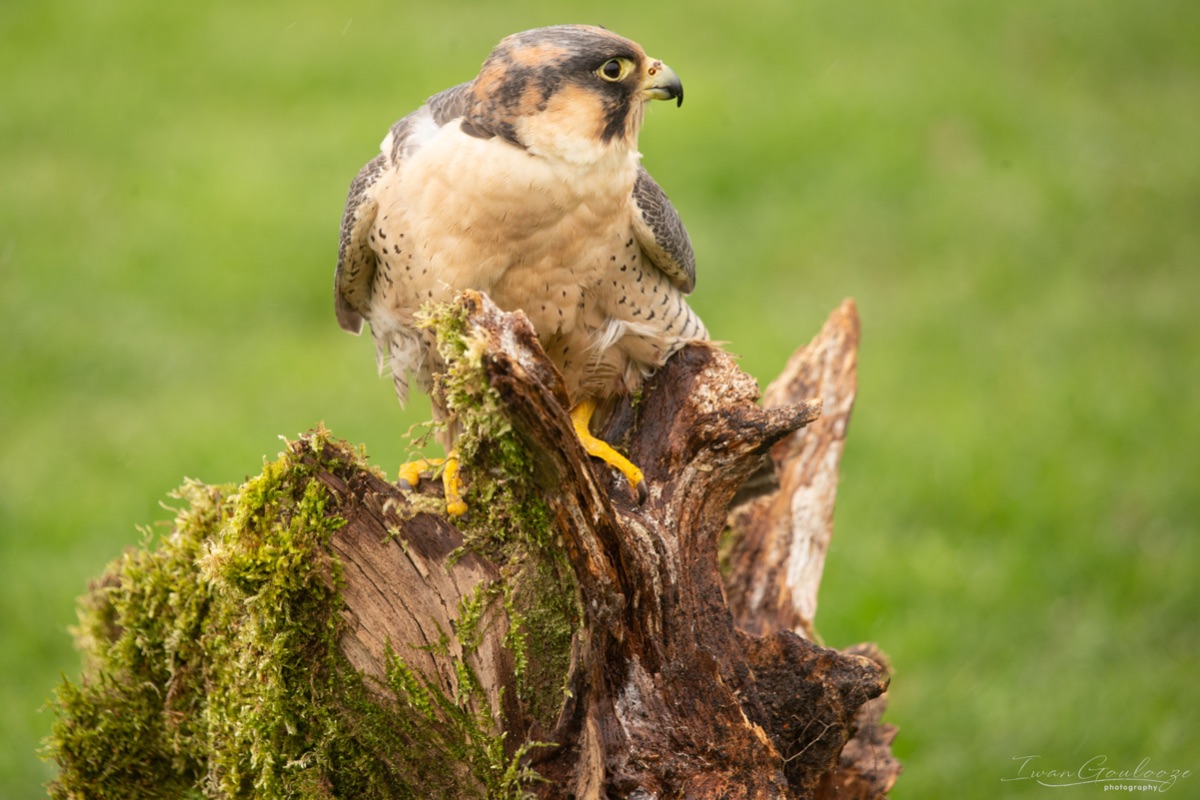  1DX1779 210410 13 45 35