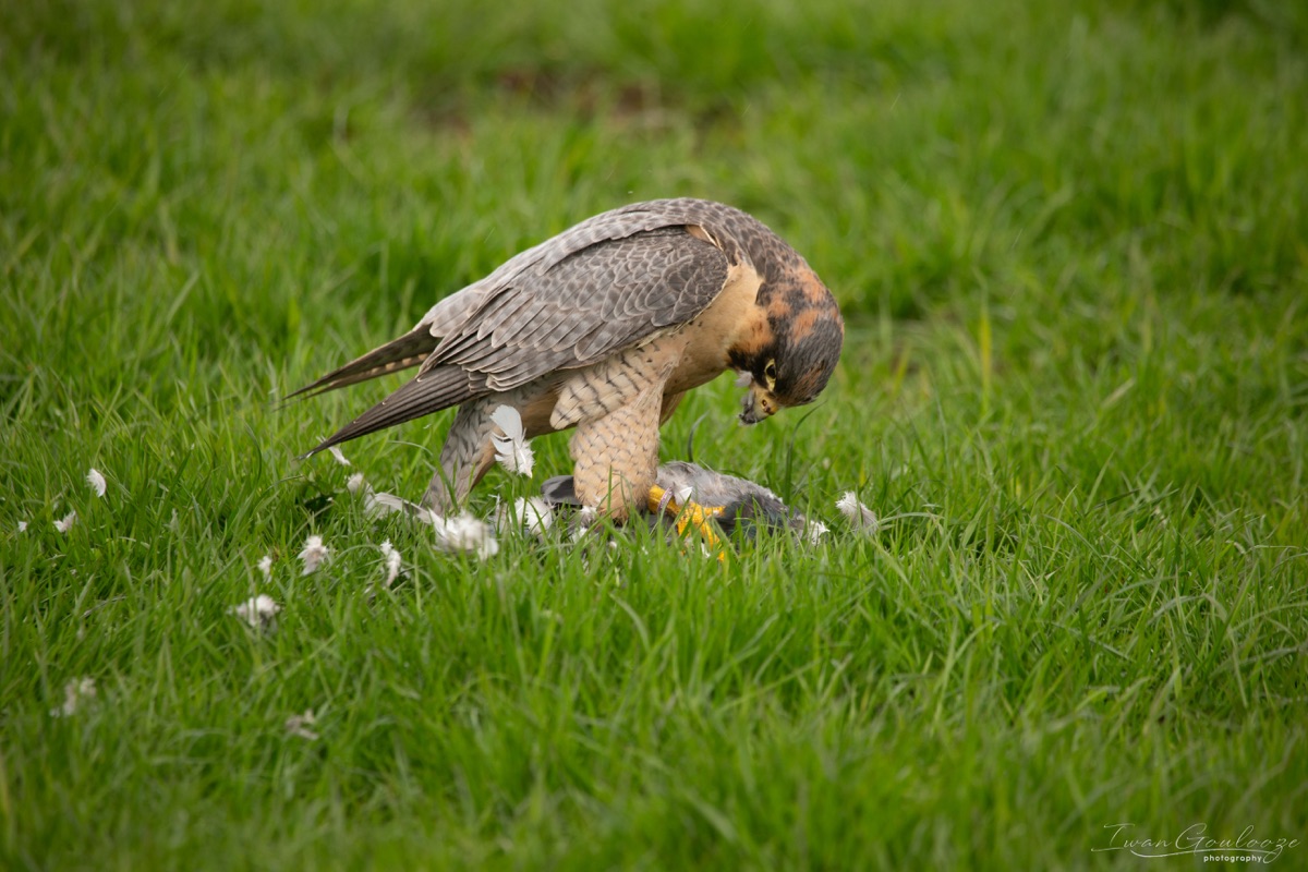  1DX1831 210410 13 53 24